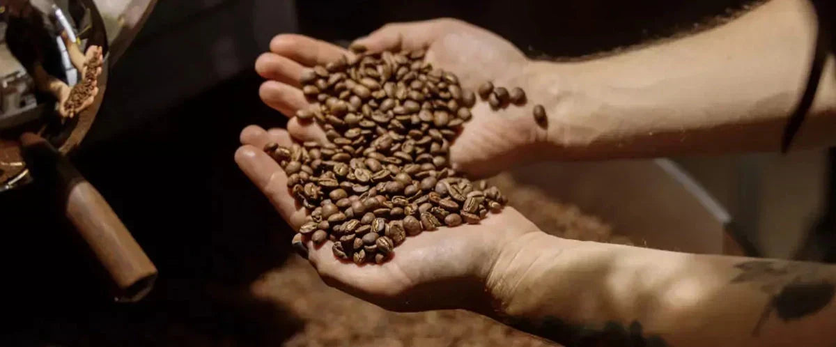 Hände voller frisch geröstetem Kaffee – richtige Aufbewahrung für volles Aroma.