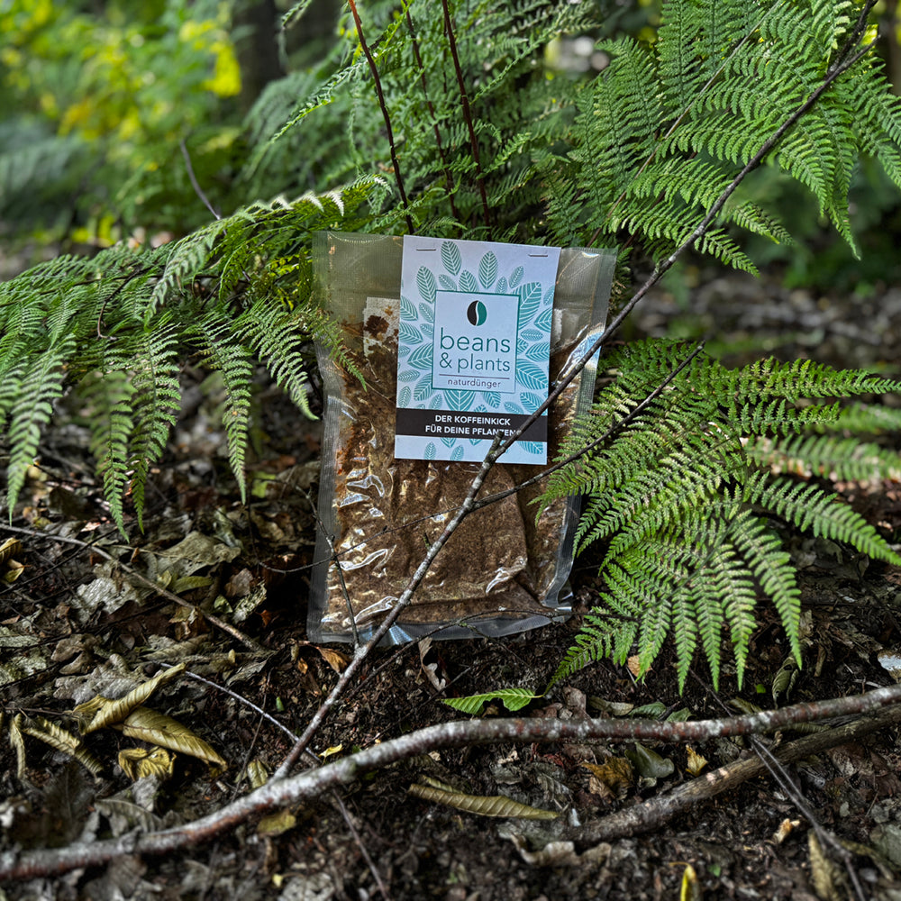 Kaffeenaturdünger - Junge Pflanze im Grünen, umgeben von Erde und natürlicher Vegetation. Symbolbild für Naturdünger.
